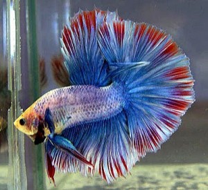 Colorful betta fish